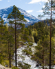 Mountain Stream - 15897-15