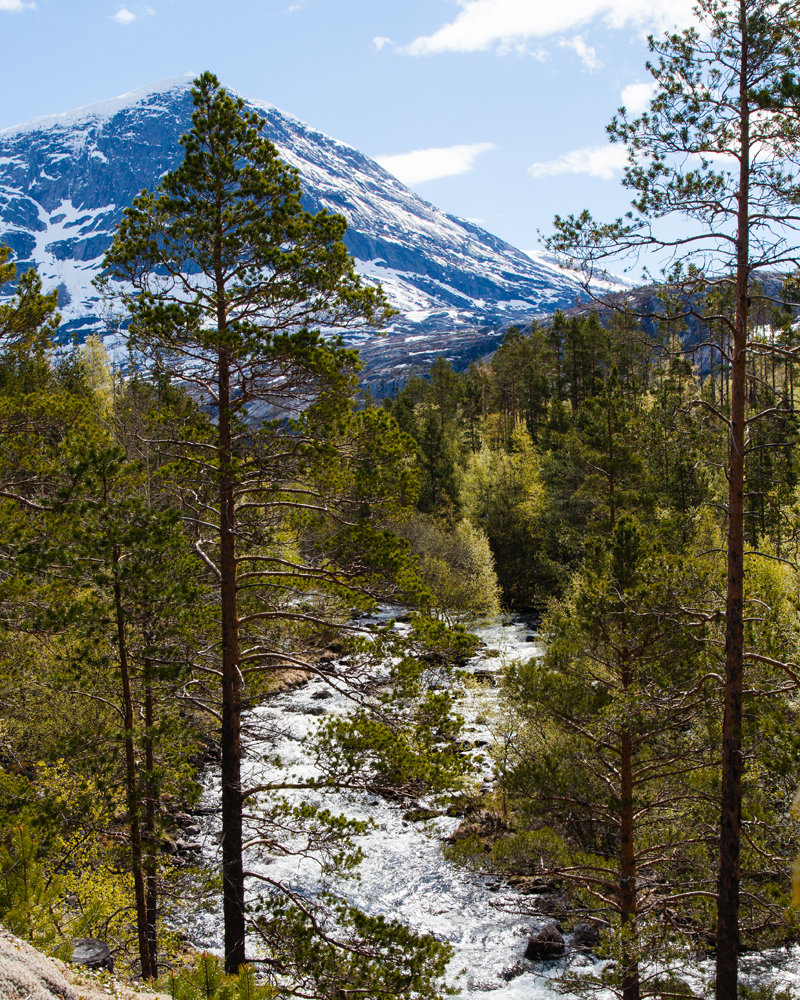 Mountain Stream - 15897-15