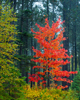 Solitary Maple - 9649-13
