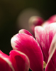 Dean Seaton Photgraphy - Delicate - #10697-14