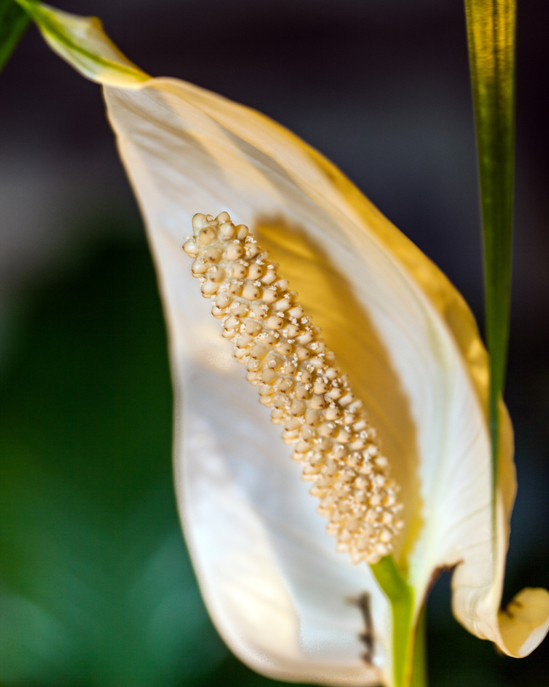Up Close - 10749-14