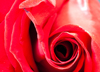 Dean Seaton Photgraphy - Unfurling Petals - #10838-14