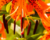 Dean Seaton Photgraphy - Tiger Lily #1 - 17894-15