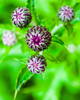 Dean Seaton Photgraphy - Thistle Buds #17954-15