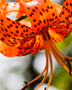 Dean Seaton Photgraphy - Tiger Lily #2 - 18041-15
