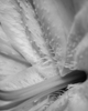 Dean Seaton Photgraphy - Lily #1 - #18047-15