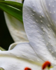 Dean Seaton Photgraphy - Lily #2 - 18053-15