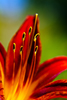 Dean Seaton Photgraphy - Reaching For The Sun - #8253-13