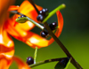 Dean Seaton Photgraphy - Hackberry - #8277-13